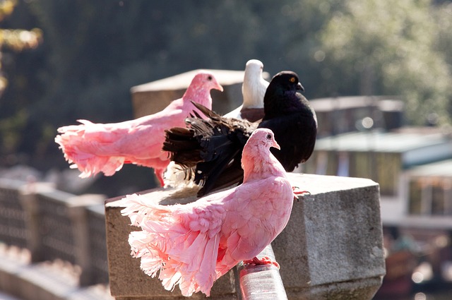 克兰问题谈 克兰问题谈